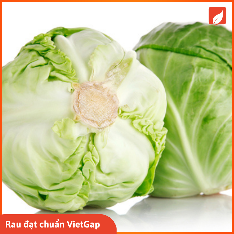 Bắp cải trắng VietGap ( 1-1.1kg )